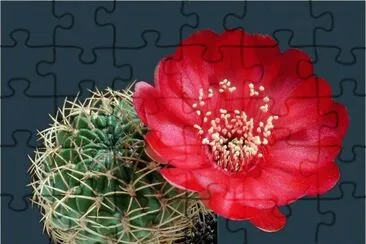 Cactus