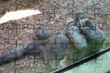 Gorilla