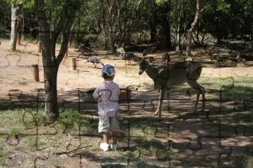 feeding the deer