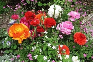 flores jigsaw puzzle