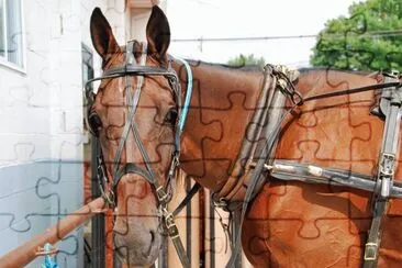 Amish horse
