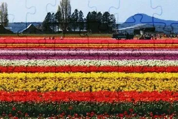 foto jigsaw puzzle