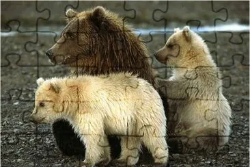 Bears in Alaska jigsaw puzzle