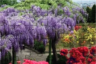 Springtime in Japan jigsaw puzzle