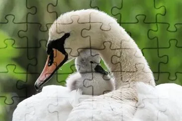 Happy Swan