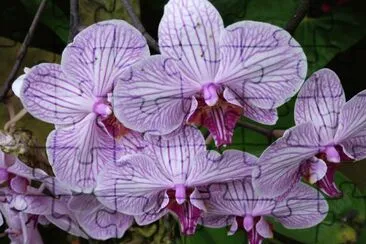 פאזל של Orchids
