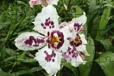 Orchids