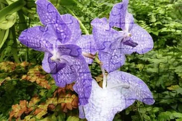 Orchids