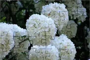 Flowers jigsaw puzzle