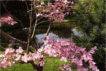 Beautiful Blossom