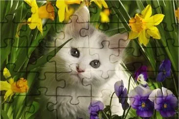 פאזל של Young Cat