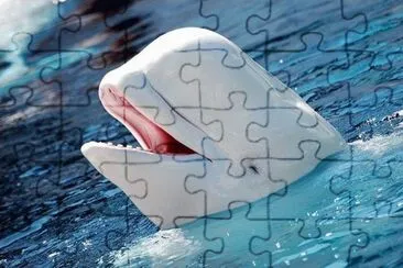SONRIENTE BELUGA jigsaw puzzle