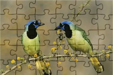 Birds