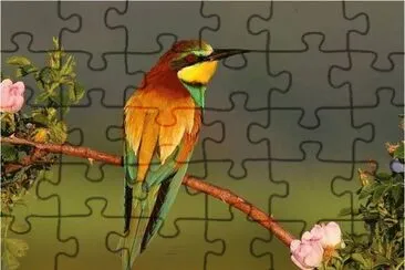 Bird jigsaw puzzle