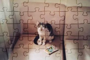 Gato Rufos