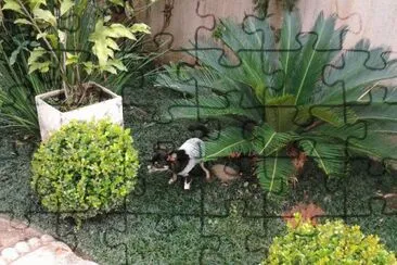 Nick no jardim
