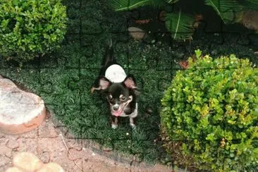 Nick cansado jigsaw puzzle