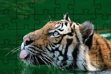 tigre