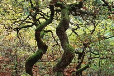 deep forest jigsaw puzzle
