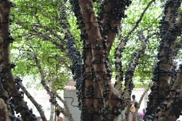 Jaboticabeira