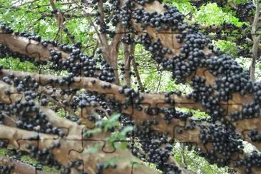 Jaboticabeira 2