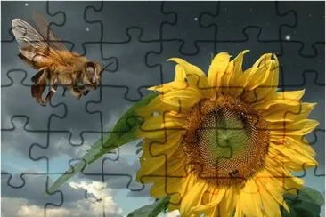 Sunflower with Bee