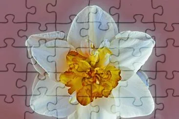 flor blanca jigsaw puzzle