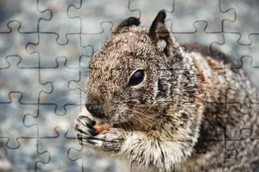 Squirrel jigsaw puzzle