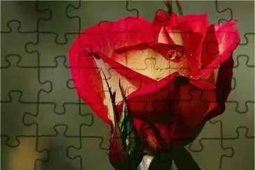 Rose jigsaw puzzle