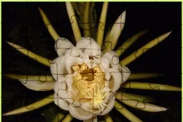פאזל של Stenocereus Queretaroenis flower