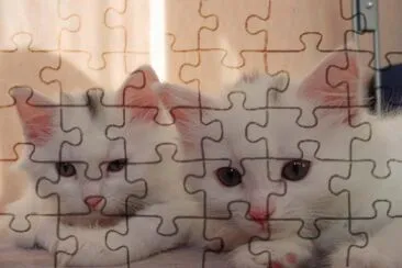 פאזל של Young Cats
