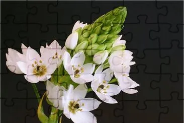 פאזל של Flower