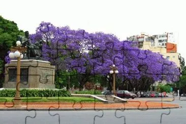פאזל של Jacaranda Trees in Argentina