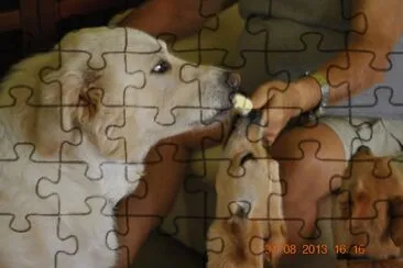 i miei cani jigsaw puzzle