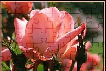 פאזל של Rose