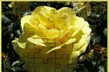 פאזל של Rose