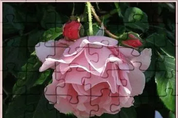 Rose jigsaw puzzle