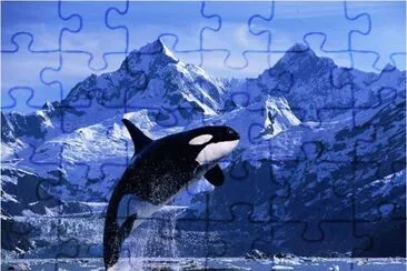 פאזל של Killing Whale  ( Orka )