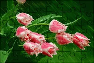 Tulips in the rain jigsaw puzzle