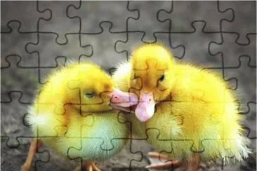Young Ducks