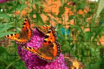 Butterfly Garden