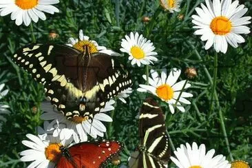Butterfly Garden jigsaw puzzle