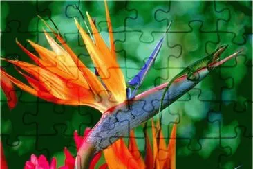 Strelitzia jigsaw puzzle