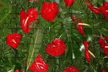 פאזל של Anthurium