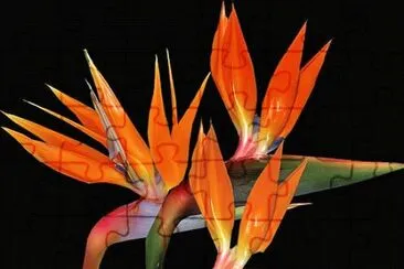 flor 3 jigsaw puzzle
