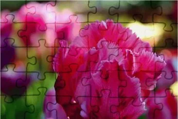 Tulips jigsaw puzzle