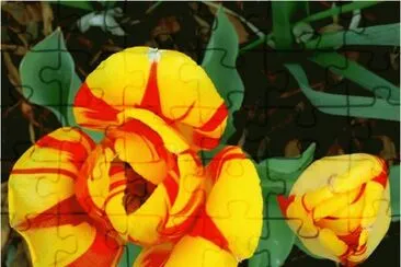 Tulips