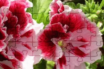Gerani jigsaw puzzle