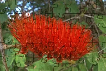 Combretum Farinosum
