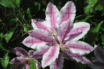 Flowers jigsaw puzzle